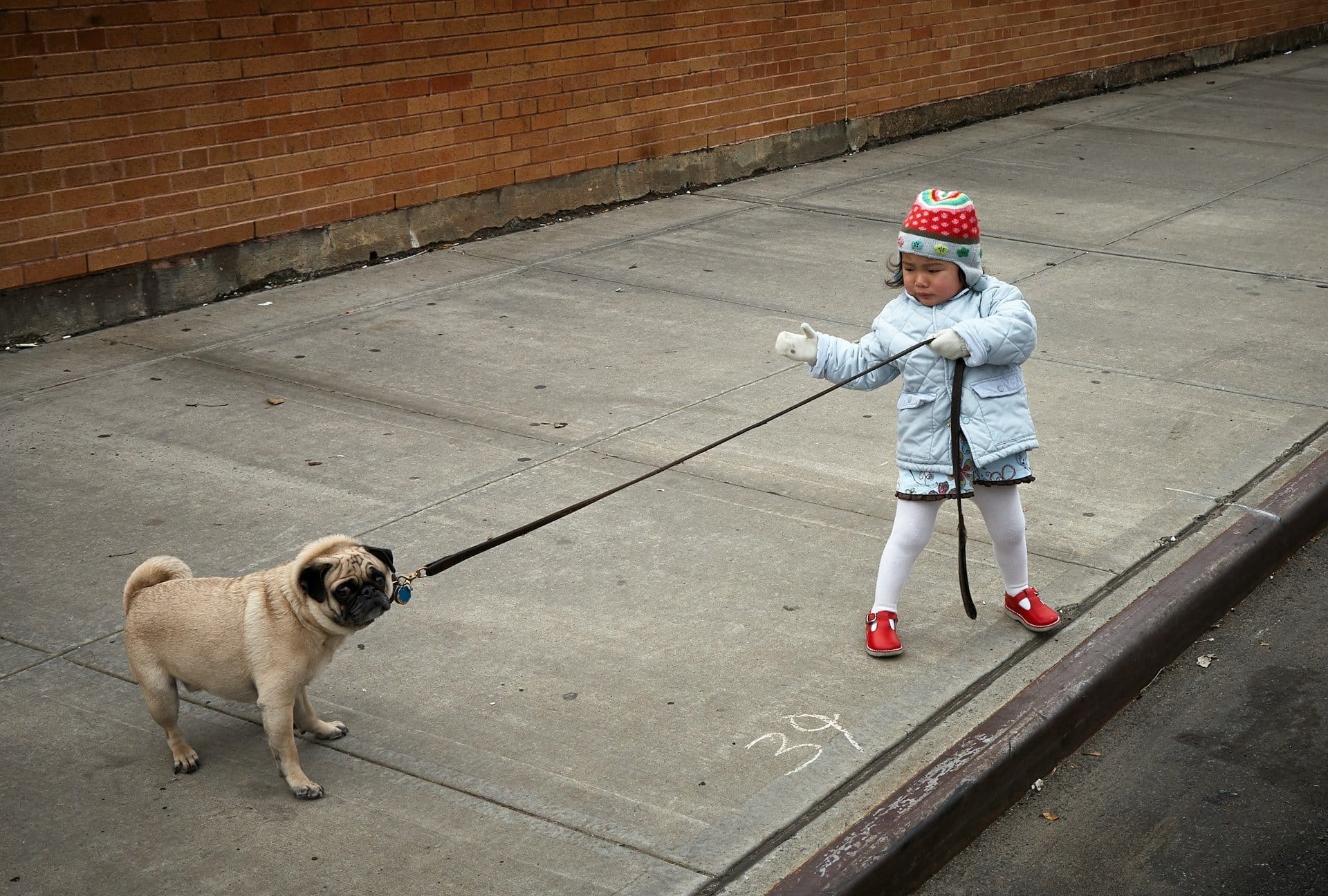 A kid trying to walk their dog on the street, which represents Hiring your friends in your startup